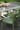 Pack de 4 sillas de exterior Elisa - 