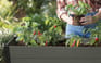 Darwin Elevated Garden Bed - Green